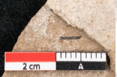 Foto (Detailansicht) von Araucaria sternbergii Goeppert (NHMW-GEO-2024-0188-8294)